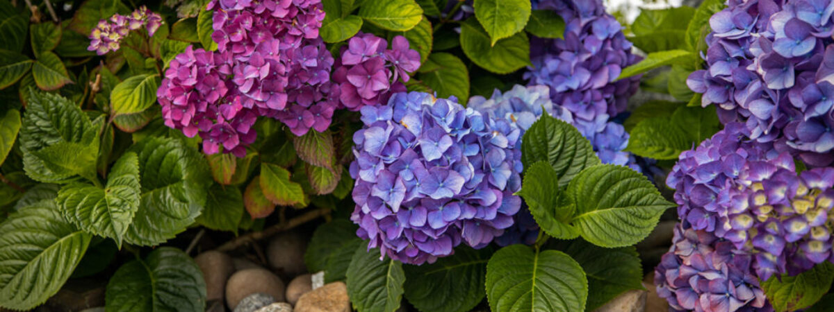 fbaea68f51de4b7ecddf909d31fcb9bc